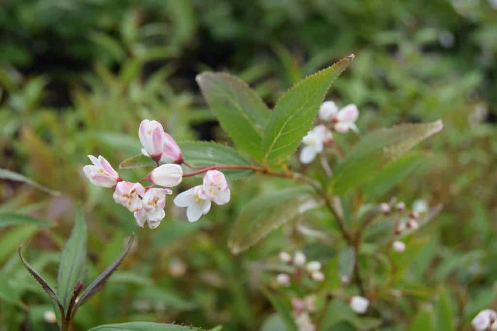 Deutzia gracilis 'Nikko' <span class="hidden specialOffer"></span> 15-20 cm